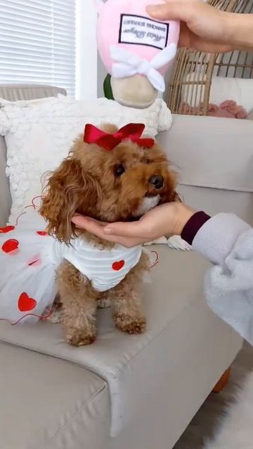 This or That: My dog picks a romantic outfit for a date with Rocky! #shorts #dog #thisorthat