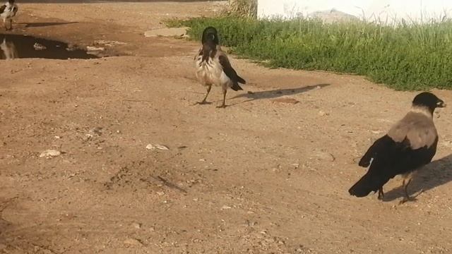 Лютая пара ворон охраняет свой пруд / Vicious Pair of crows Hog and Big Lady chases off competition