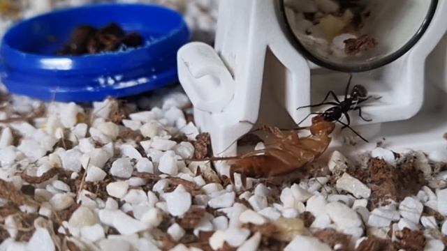 🐜 Camponotus saxatilis Worker & Schelfordella lateralis [Week 56]