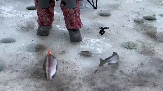 03.02.25 г. РК Волна