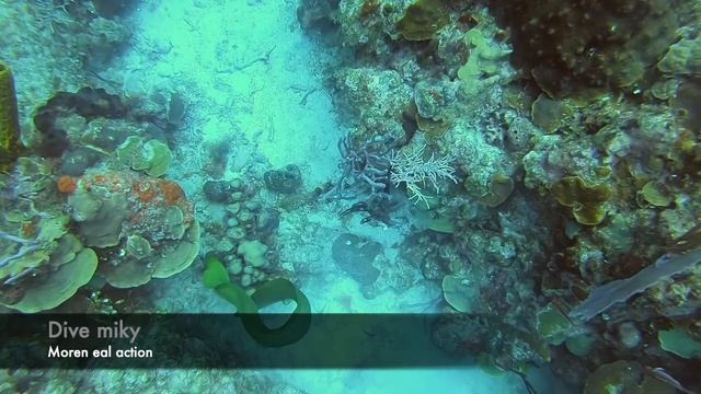 Morena cazando pez león. moray eel hunting