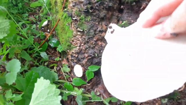 Збір трутовика лускатого. 26.05.2020