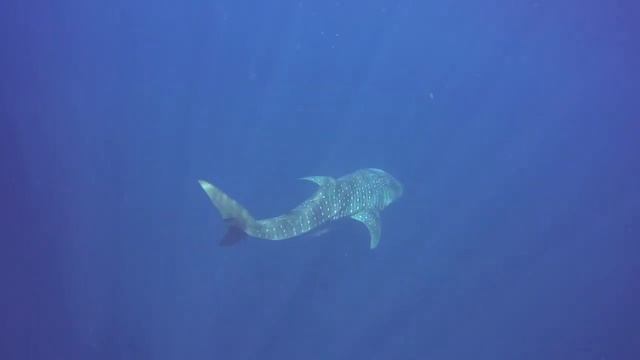 Indonesia - Diving with Whale Sharks -  Aug 2014