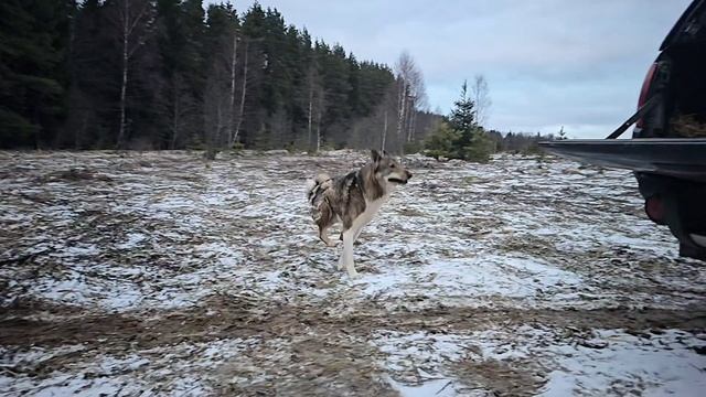 Каюр спешит домой