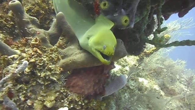 Green Moray - Murena verde curiosa