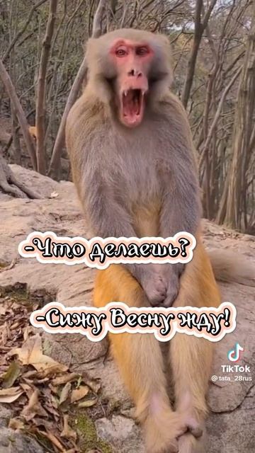Что делаешь? Сижу весну жду!