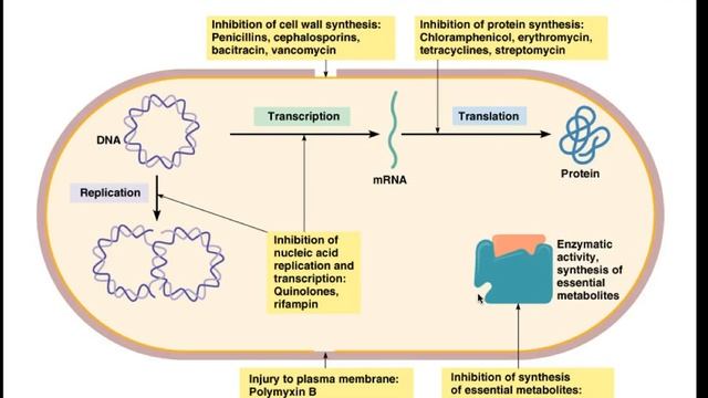 Ch20 Antibiotics