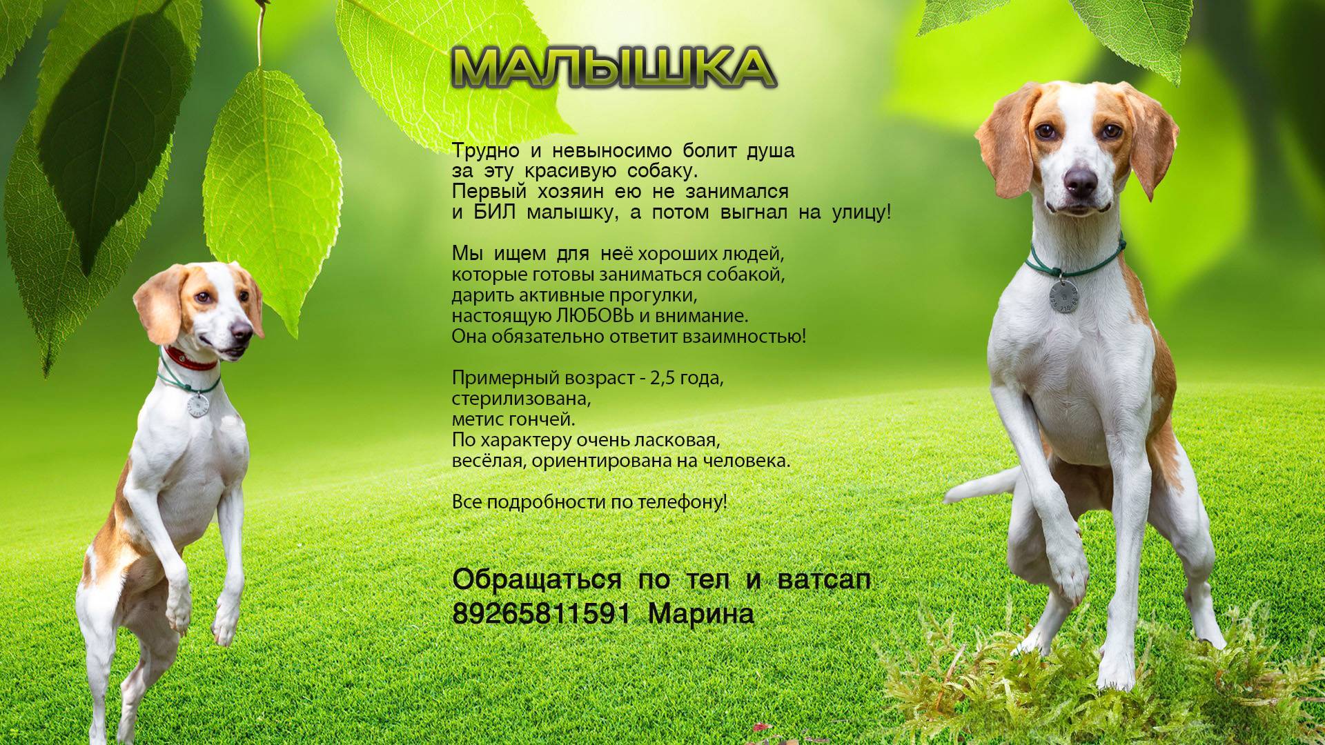 Малышка ищет дом