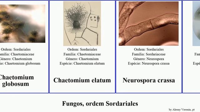 Fungos, ordem Sordariales fungus crassa anserina Chaetomium Podospora Nine Lives Neurospora elatum