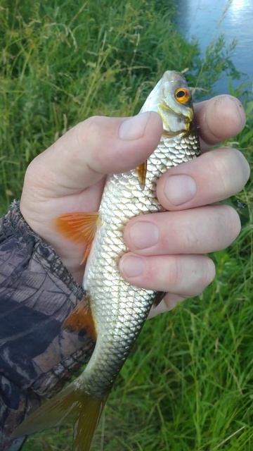 Рыбалка на ПОПЛАВОЧНУЮ удочку 🎣🐟 РЕКА ЗУША 🐟🎣🐟🌊🐟🌅