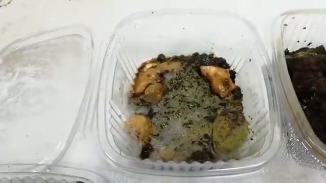 Final del Experimento de cultivo de hongos comestibles con infección de trichoderma
