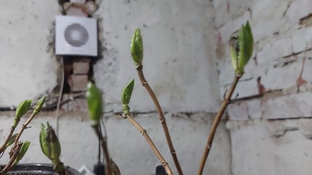 Гортензия и всё о ней.У нас тепло,работаю.01.02.25