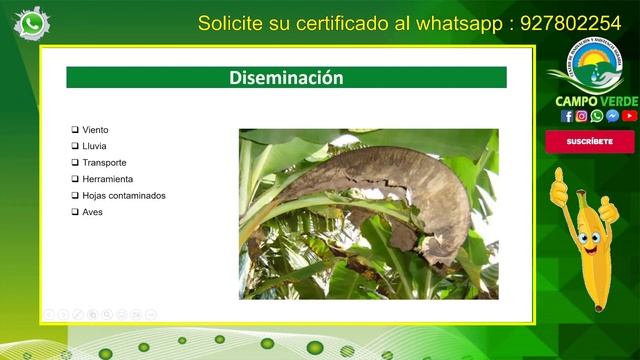 ✅ MANEJO INTEGRADO DE PLAGAS Y ENFERMEDADES DEL CULTIVO DE PLATANOS Y BANANO