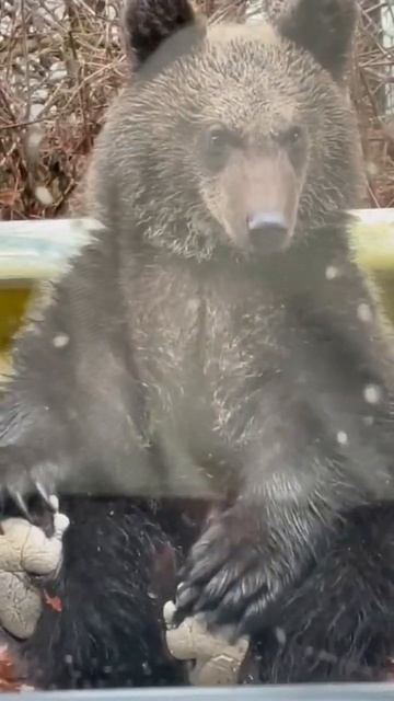 Bear relaxing on the road