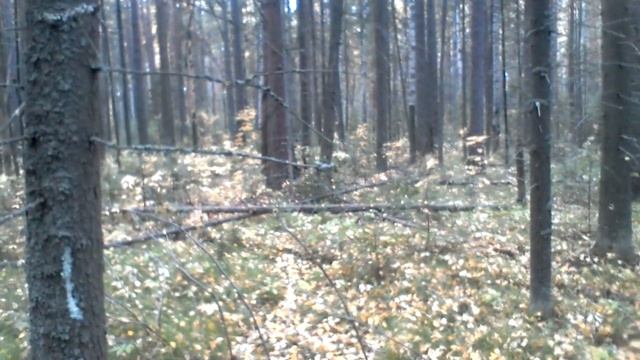 Под грибами.Собираем грибочки.1 часть