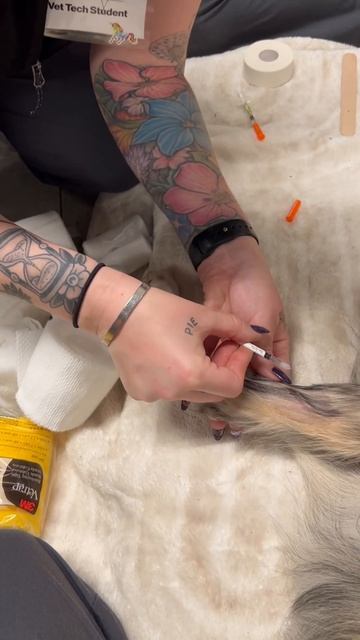 PF dog iv injection