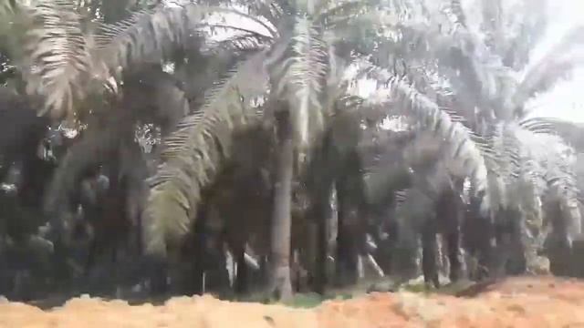 Teknologi Baru Membrantas Ganoderma Di Perkebunan Kelapa Sawit ( Hasil Penelitian )