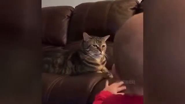 Недовольный кот