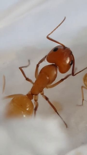 Camponotus turkestanus - 'Major'-Individual - new impression 03 11/21