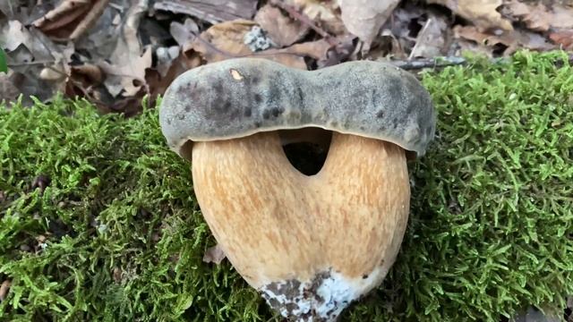 Boletus aereus, October 5, 2023