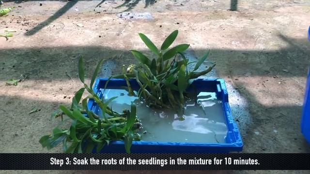 Trichoderma - Cutting & Seeding Treatment