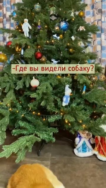 Где собака?