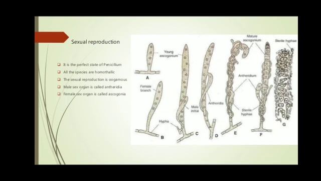 Penicillium life cycle