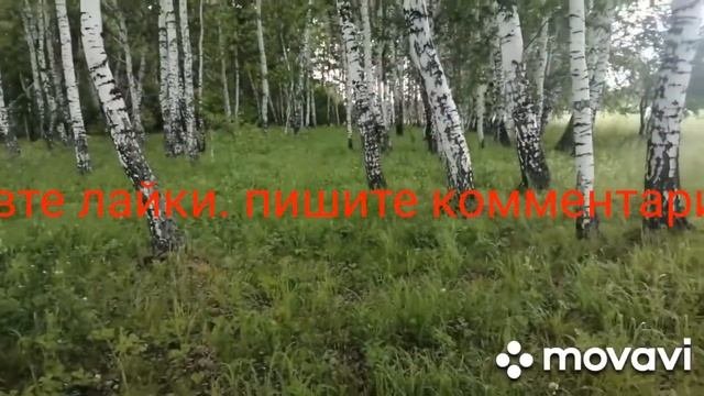 Ходила в лес за грибами.