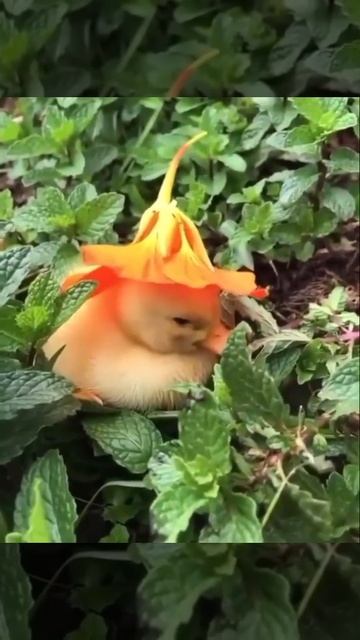 Cute duckling sleepy head