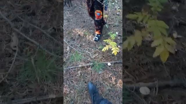 🍄сегодня снова по грибы🍄