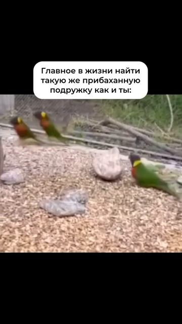Про лучшую подругу