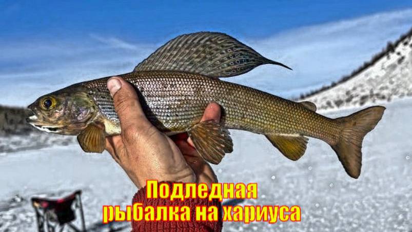 Подледная рыбалка на хариуса по раннему тонкому льду!