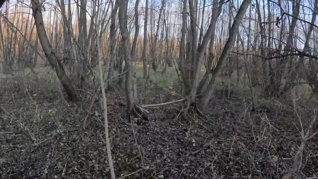 ОТец ищет грибы 18 ноября