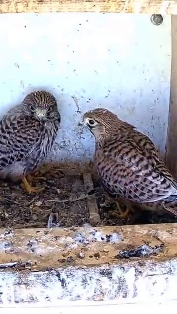 Short: kestrel nestlings does some serious wing exercising