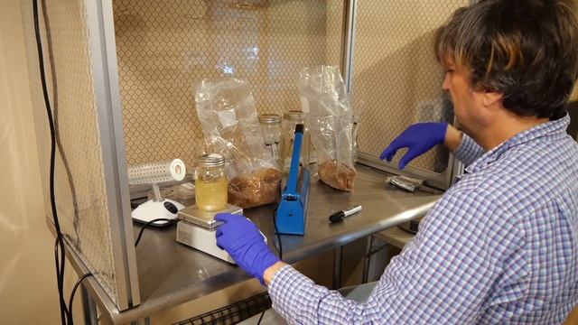Cordyceps militaris in bags Part 1