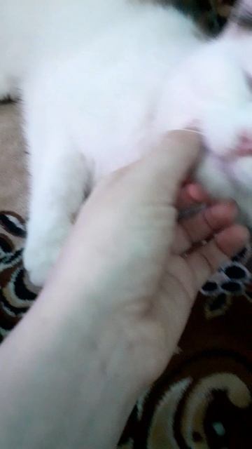 20250203_151334.mp4