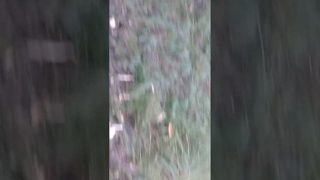 Костанай мухомор