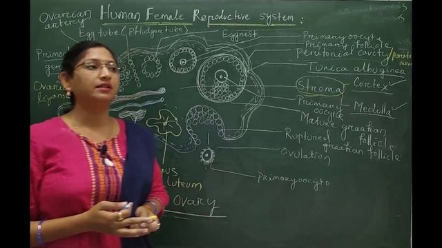 CHSE Zoology : Human Reproduction - Structure of Ovary and Its Function