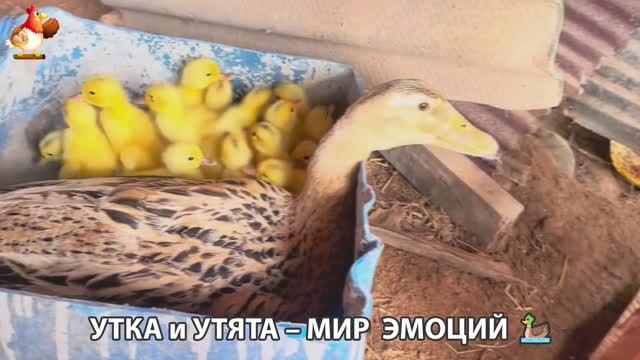 Утка и Утята – мир нежных эмоций 🦆🤗❣️часть (2)