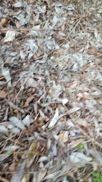 Mushroom hunting - Verpa Bohemica