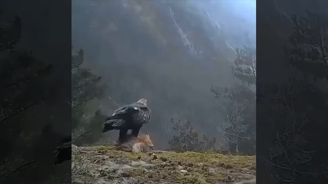 Águia vs  Raposa que  impressionante