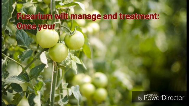 Tomato plant disease care and treatment, grow tomato's