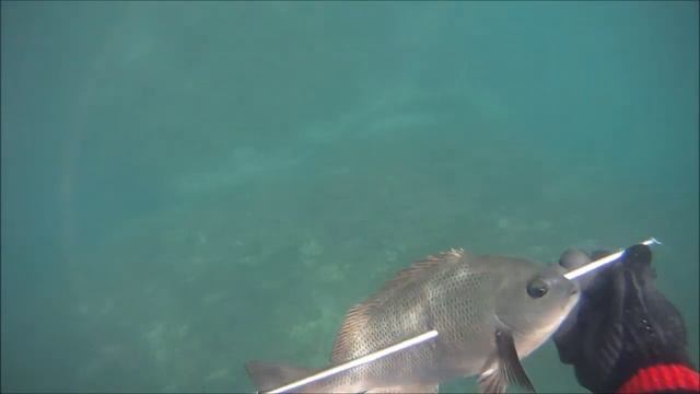 spearfishing jun-8 2013 girella again