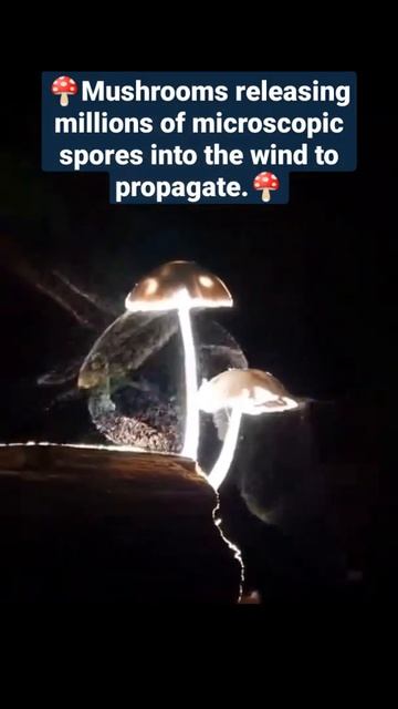 Mushrooms releasing millions of microscopic spores into the wind to propagate.