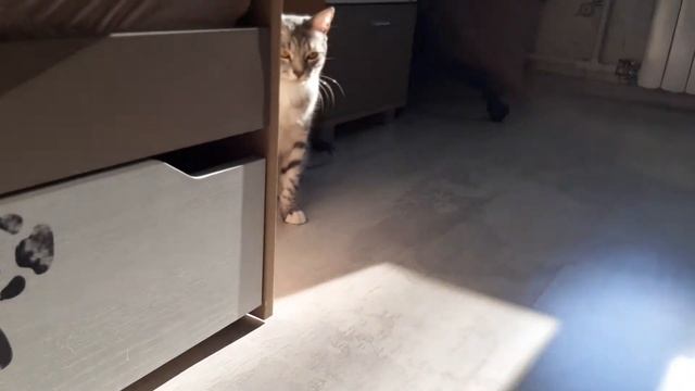 смешные действия кота Сёмы.funny actions of a cat Sema.