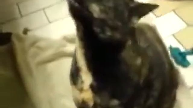 Кот вызывает дьявола