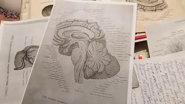 Анатомия человека