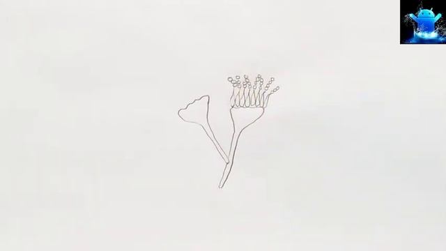 how to draw conidiophore easily | how to draw penicillium diagram step by step