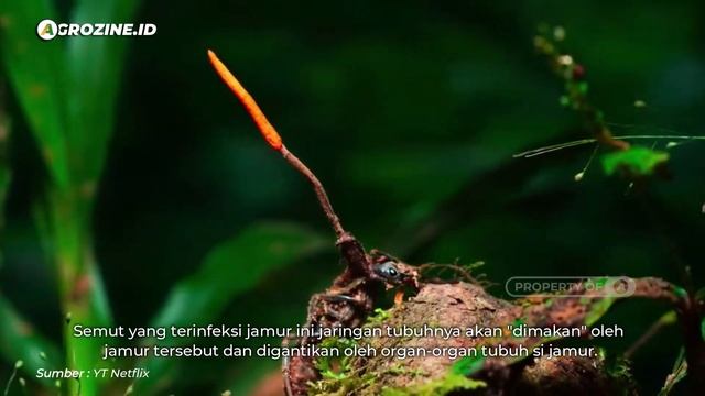 Review The Last of Us: Benarkah Jamur Cordyceps Penyebab Kiamat Pandemi Zombie?