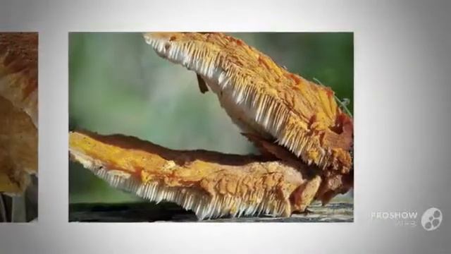 Heteroporus biennis - fungi kingdom